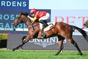 Surf Dancer Surf Dancer racing news
