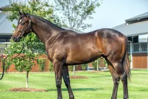 Windshadow yearling