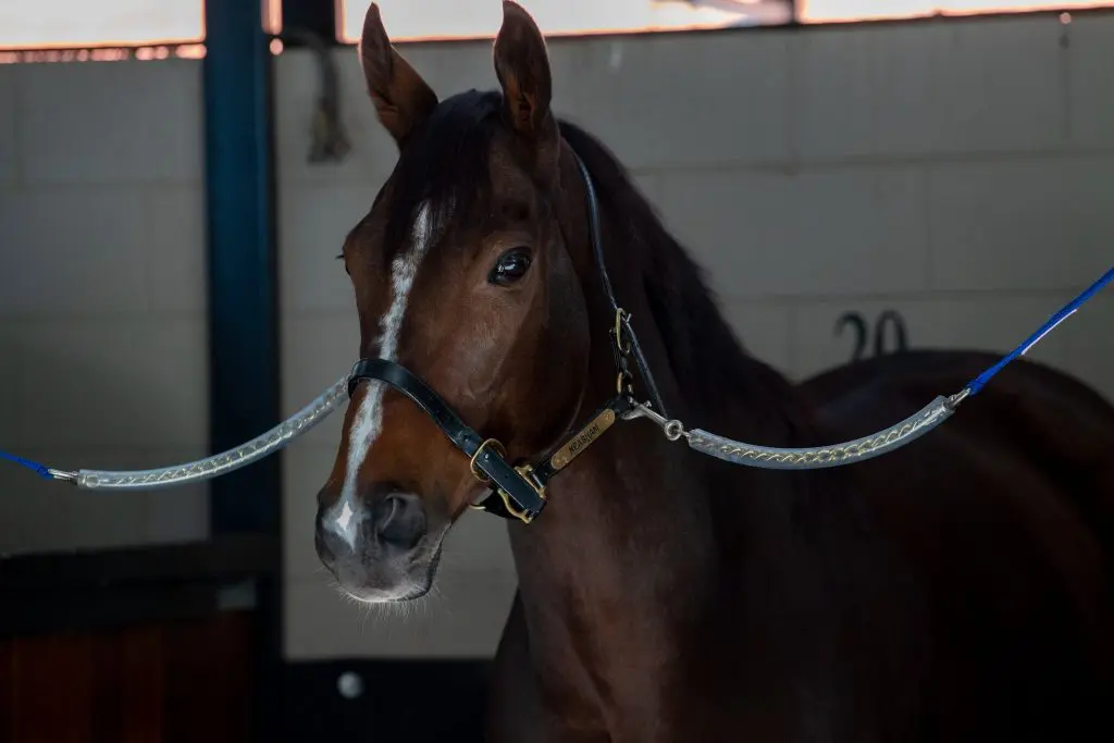 Zaaki In Stables