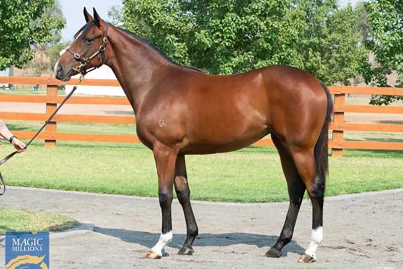 Riduna horse 