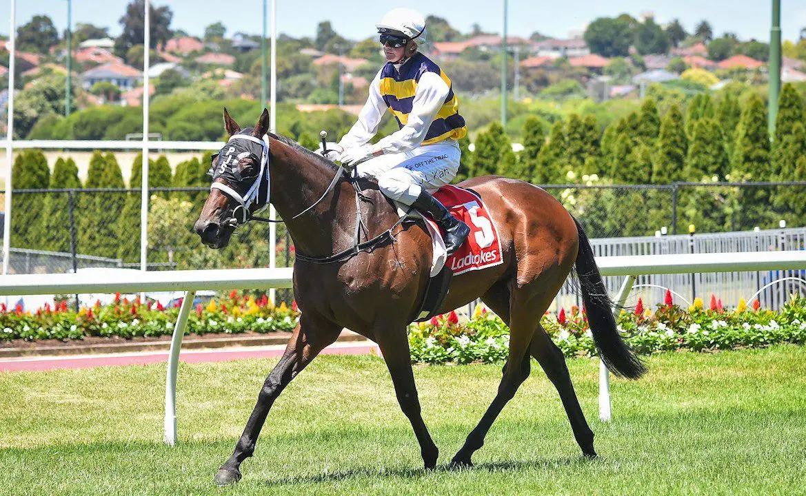 DaqiansweetJunior is a 2022 Melbourne Cup runner