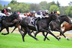 Sumi Sumi ready to challenge for black-type honours
