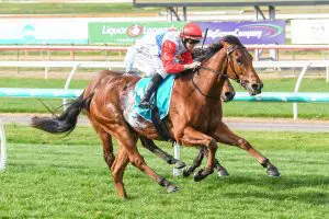 Riproar on VRC Derby path following Bendigo win