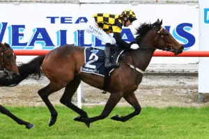 Luberon signals Group 1 intent at Matamata