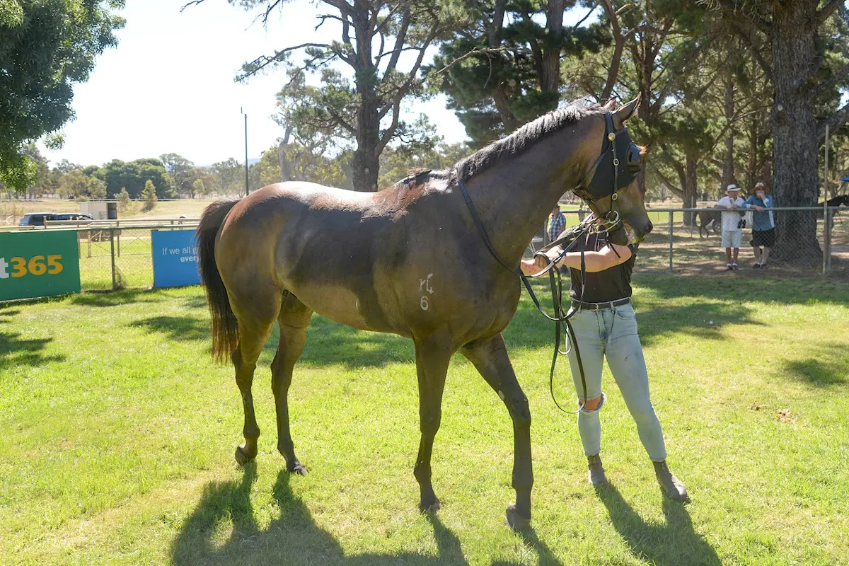 Adelaide Cup winner Excelleration