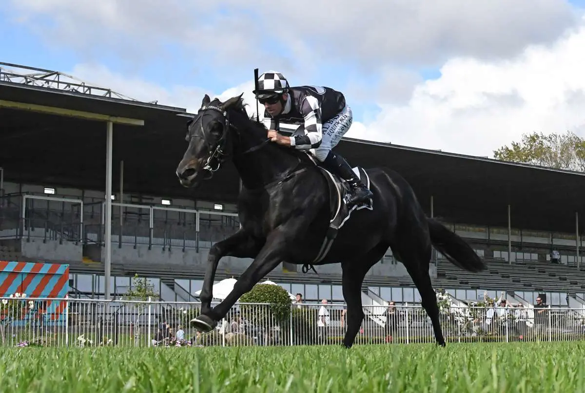 Sumi - New Plymouth