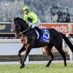 Amenable primed for Stradbroke Handicap