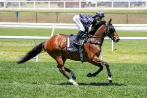 Alhambra Lad set to chase Hobart Cup success