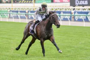 Skybird Black Caviar Lightning