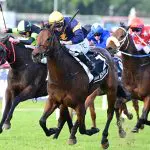 War Machine Stradbroke Handicap War Machine Stradbroke Handicap
