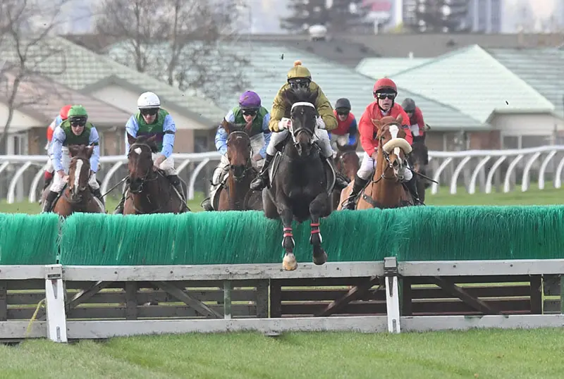 Jesko in contention for the Great NZ Steeplechase on Sunday.