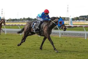 Stolen Magic winning at Ascot Park on Friday.