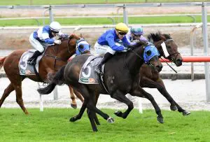 Mister Wolfgang wont' run in Melbourne Cup 2025