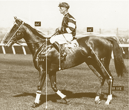 Phar Lap 