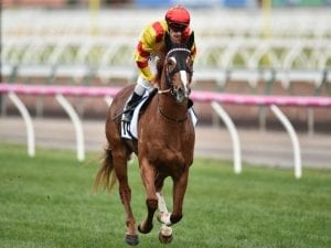 Palentino could give Weir first Sydney win