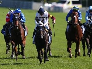 Cox Plate awaits Yankee Rose after Spring Champion Stakes win