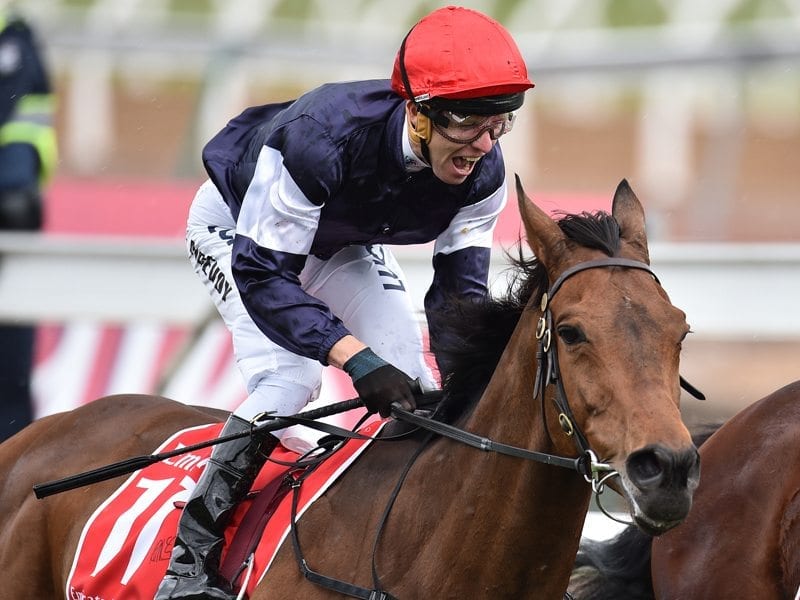 Melbourne Cup winners reflect on glory