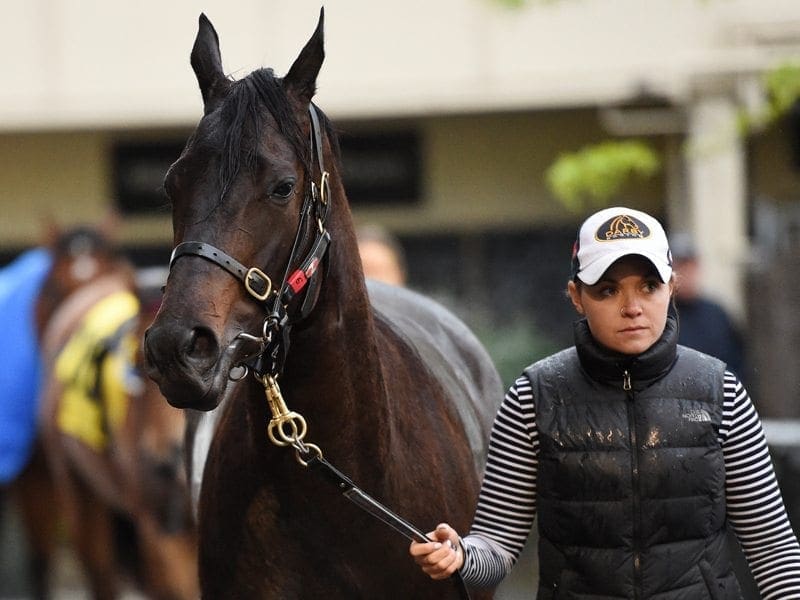 Distance test for Oaks fancy Yankee Rose