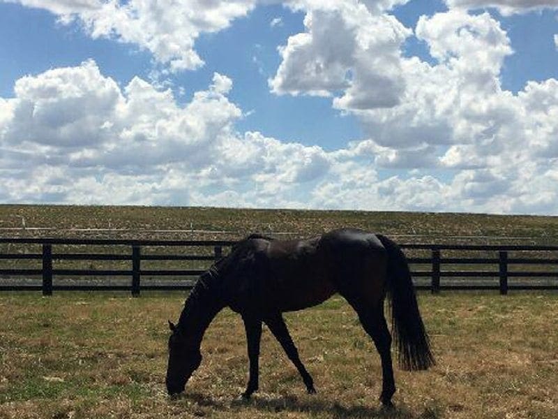 Racehorse Rebel Dane