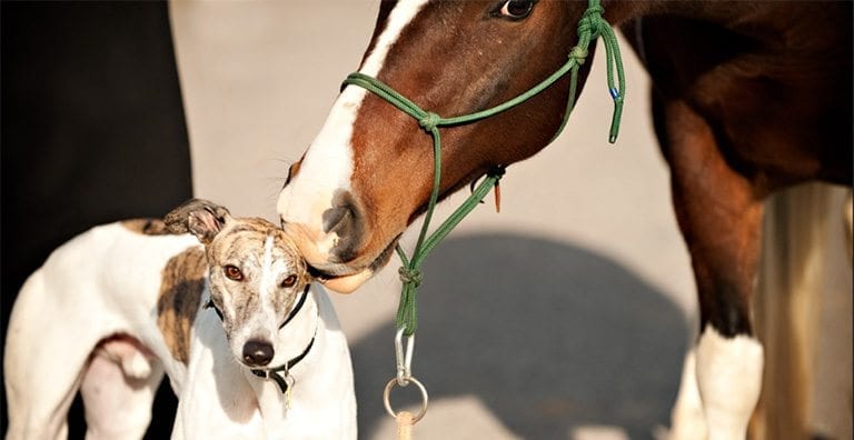 greyhound and horse racing