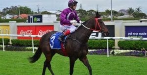 Queensland horse Jumbo Prince