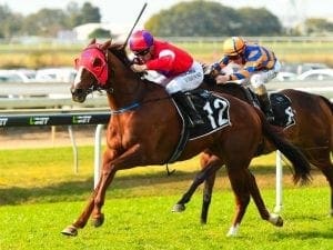 Marty leads the party at Doomben Marty leads the party at Doomben