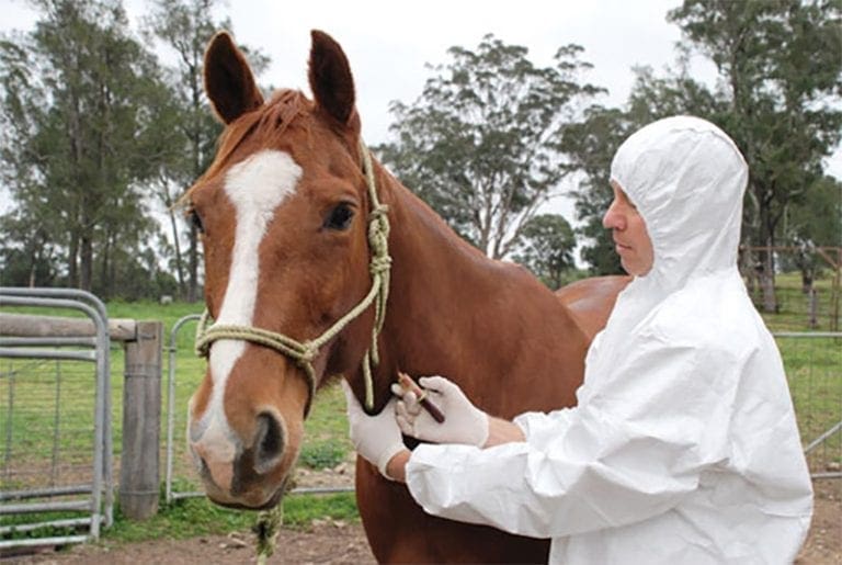 A decade on, is Australia ready for an equine influenza outbreak