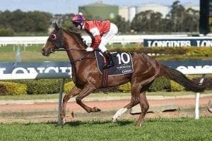 Oink Oink racehorse