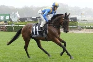 Songlike Songlike at Randwick