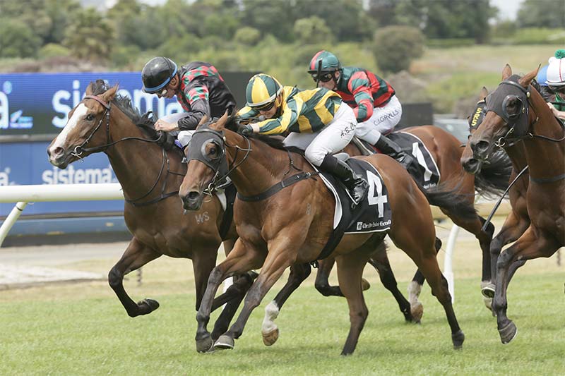 Swissta NZ racehorse