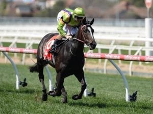 Weir-trained Leather'n'lace scores again