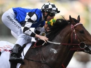 Brave Smash to run for ATC in Everest