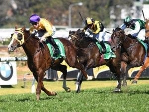 Gold Standard firms for Gr 1 Golden Rose Gold Standard firms for Gr 1 Golden Rose