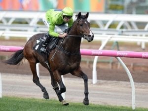Royal Symphony to work at Moonee Valley