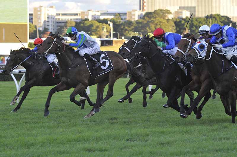 Bullrush NZ racehorse