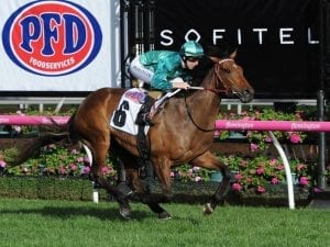 Lane gives Humidor great chance in Cup
