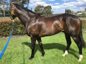 Trapeze Artist primed for another G1 test