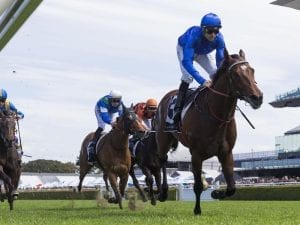 2017 Villiers Stakes favourite Interlocuter