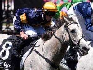 Tribal Wisdom wins Flemington greys race