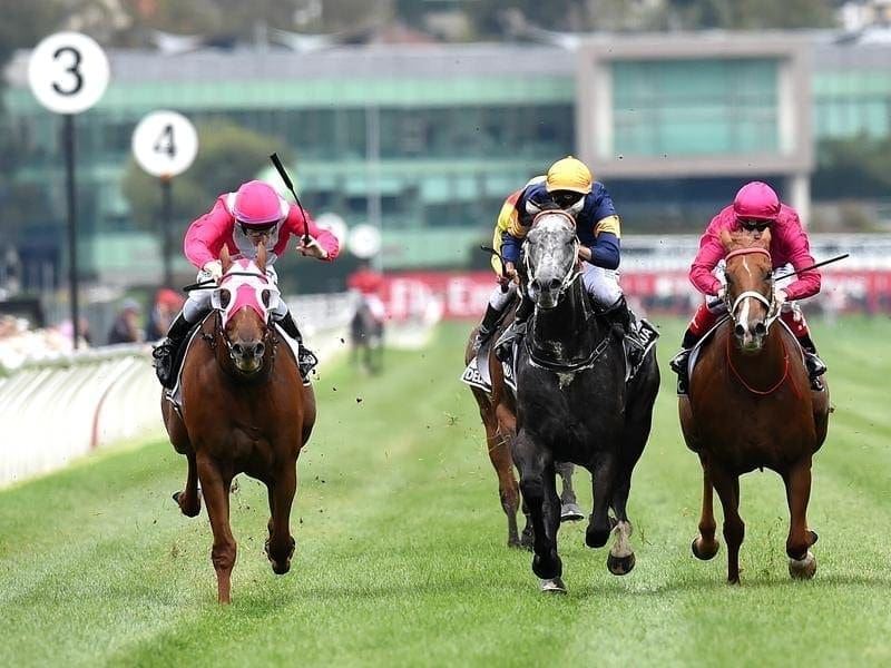 Group One winner The Quarterback retired Horse Betting