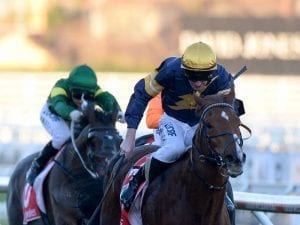 Radipole a lightweight chance in G1 Mile