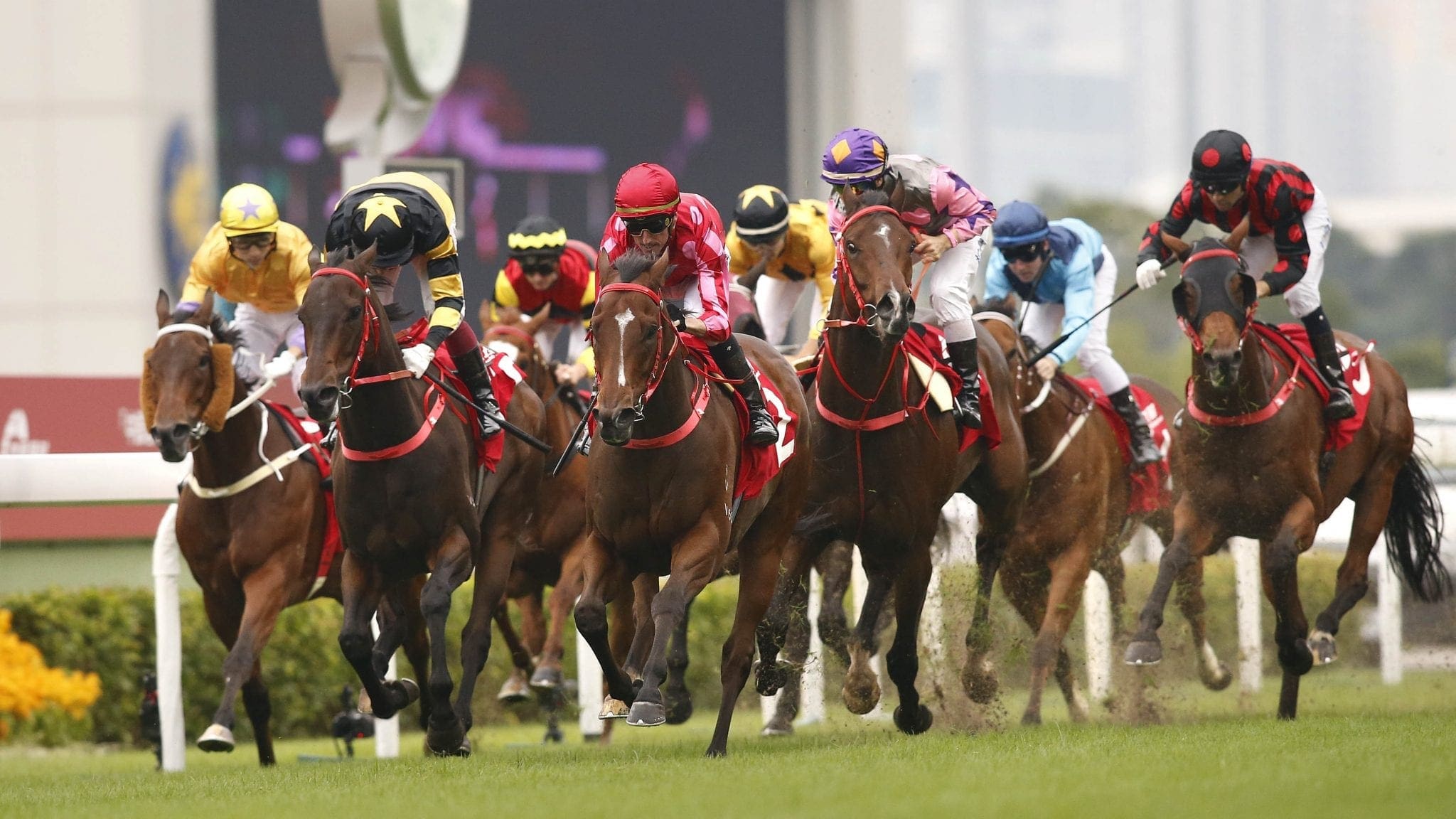 Mr Stunning winning the G2 Jockey Club Sprint