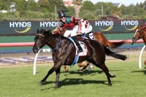 Jake Bayliss victorious aboard Spring Heat in the G3 Bonecrusher Stakes