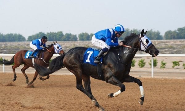 Alraased won the only thoroughbred race