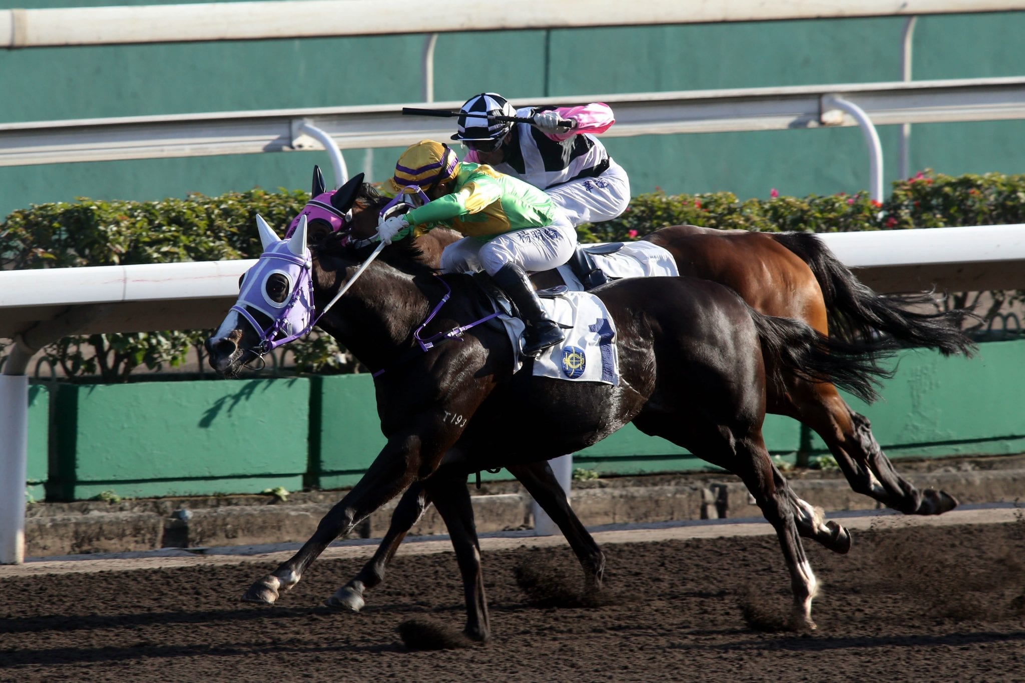 Classic Emperor ridden by Keith Yeung