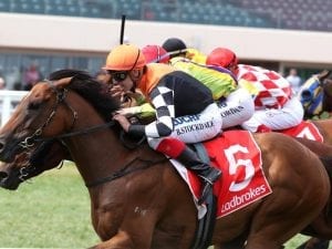 Two Flemington runners for Aaron Purcell stable at Flemington