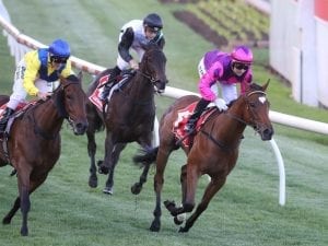Lady Horseowner on target for Blue Diamond Preview
