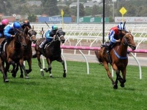 One For Later wins at Flemington at $151 ahead of jumps campaign