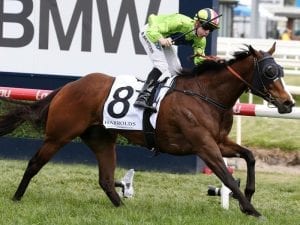 Oakleigh Plate the target for Snitty Kitty