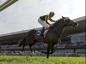 Trapeze Artist ready to begin campaign in Expressway Stakes